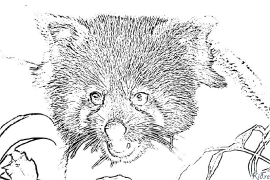 Pandam Coloring Pages To Print